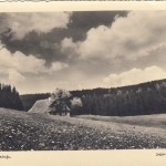 Waldwiese gl1942? F3392