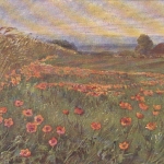 Klatschmohn in Blüte gl1911 F3398