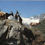 Ziegen auf der Alp, Graubünden? gl1968 F3501
