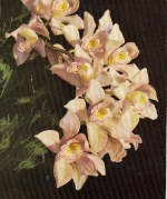 Orchidee ngl F4533