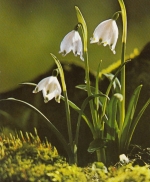 Frühlingsknotenblume gl1984 F4534