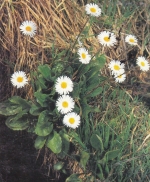 Wiesenblumen gl1996 F4536