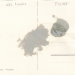 Champex, Wallis,"Flore-Alpe" ngl F4577