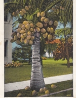 Miami, FL., Cocoanut Treee at Sunny Isles gl1926 F4619