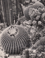Monte-Carlo, Jardin Exotique ngl F4637