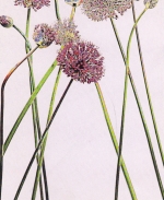 "Zwiebel 2000" Bot.Garten, München-Nymphenburg ngl F5380