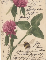 Da gibt's was für die Hummel gl1903 F5381