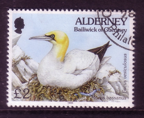 ALDERNEY MI-NR. 82 GESTEMPELT(USED) FAUNA + FLORA BASSTÖLPEL 1995