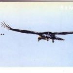NORWEGEN MH mit MI-NR. 1346-1348 POSTFRISCH(MINT) WILDLEBENDE TIERE 2000 STEINADFLER ELCH POTTWAL