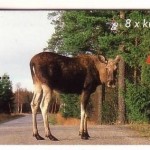 NORWEGEN MH mit MI-NR. 1346-1348 POSTFRISCH(MINT) WILDLEBENDE TIERE 2000 STEINADFLER ELCH POTTWAL