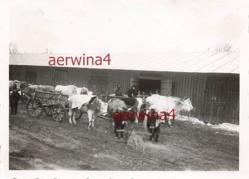 Rum. Bauern versorgen das Lager der Infanterie-Division 164. Draganesti Rumänien