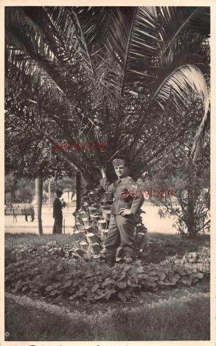 Großfoto deutscher Soldat unter Palmen Catania Italien
