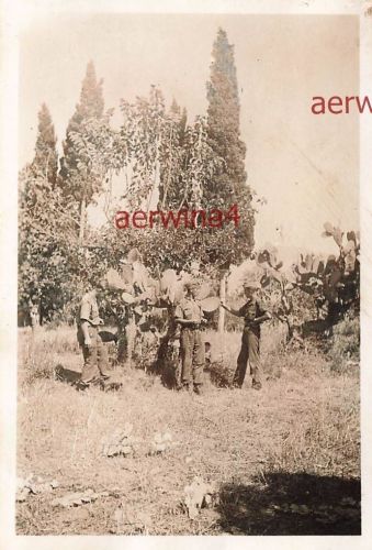 Deutsche Soldaten an Kakteen bei Patras Griechenland