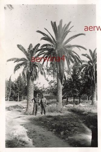 Deutsche Soldaten unter Palmen Patras Griechenland