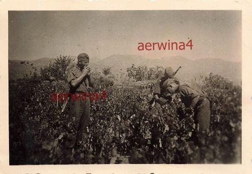 Deutsche Soldaten ernten griechischen Wein bei Patras Griechenland