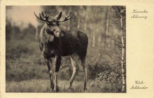 AK Kurische Nehrung Rossitten Elch Achtender Ostpreussen 1934 gelaufen Postkarte