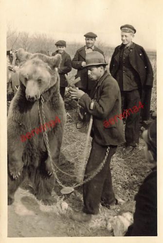 Tanzbär an der Kette bei Vorführung in Bulgarien