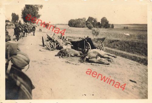 Verendete Pferde einer polnische Nachschub Einheit bei Krotoschin Polen