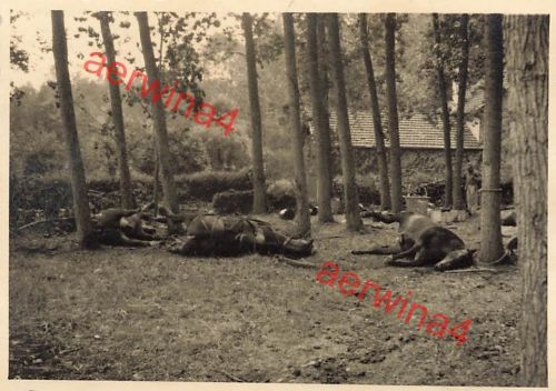 Verendete Pferde der französischen Armee bei Nancy Frankreich