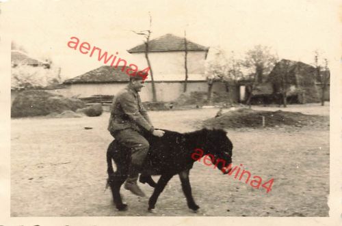 Deutscher Soldat auf Maultier in Nisch Serbien