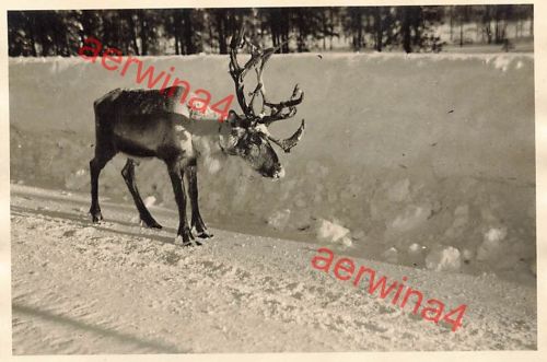 Renntier auf der Eismeerstraße in Lappland Finnland