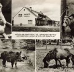 DDR AK Hirschfeld Konsum Gaststätte Bärenschänke Tierpark Affe Bär Sachsen