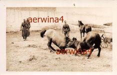 Gebirgsjäger mit Pferden Rast beim Rückmarsch Großfoto