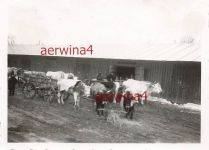 Rum. Bauern versorgen das Lager der Infanterie-Division 164. Draganesti Rumänien