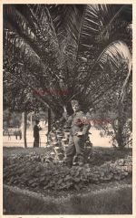Großfoto deutscher Soldat unter Palmen Catania Italien
