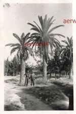Deutsche Soldaten unter Palmen Patras Griechenland