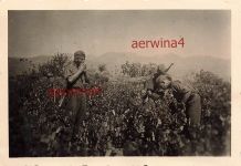 Deutsche Soldaten ernten griechischen Wein bei Patras Griechenland