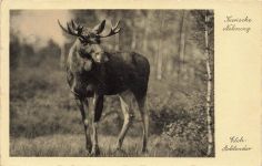 AK Kurische Nehrung Rossitten Elch Achtender Ostpreussen 1934 gelaufen Postkarte