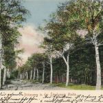 AK Winsen Birkenweg Lünburger Heide Niedersachsen Celle 1903 gelaufen Postkarte