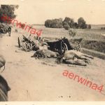 Verendete Pferde einer polnische Nachschub Einheit bei Krotoschin Polen