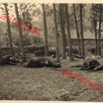 Verendete Pferde der französischen Armee bei Nancy Frankreich