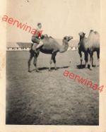 Deutscher Soldat beim Kamel reiten Kalmückensteppe Russland Ostfront