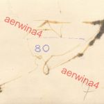 Deutsche Soldaten beim Kochen in Urwald Karelien Finnland