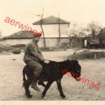 Deutscher Soldat auf Maultier in Nisch Serbien