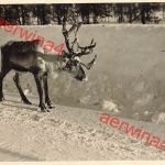 Renntier auf der Eismeerstraße in Lappland Finnland