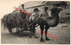 Russischer Bauer mit Kamel im Kaukasus Russland Ostfront