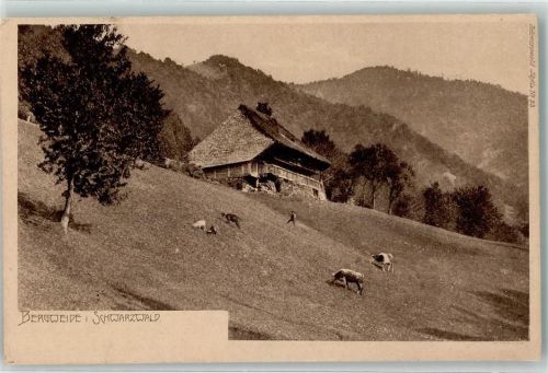 Bergweide im Schwarzwald Idylle Nr 23