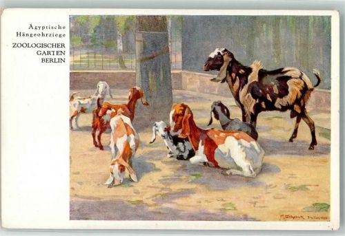 1926 Ägyptische Hängeohrziege Zoo