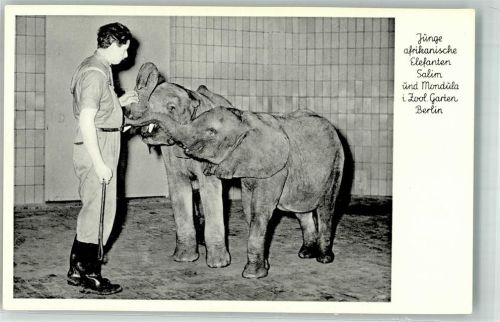 Junge afrikanische Elefanten mit Pfleger Zoo Berlin