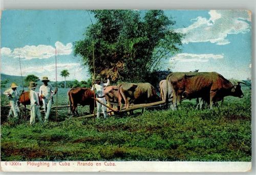 Havanna Bauern Ochsengespann Ploughing