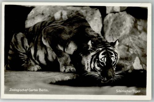 Tiergarten Sibirischer Tiger