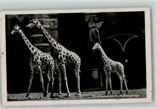 Berlin Mitte Zoologischer Garten Giraffenherde im Außengehege
