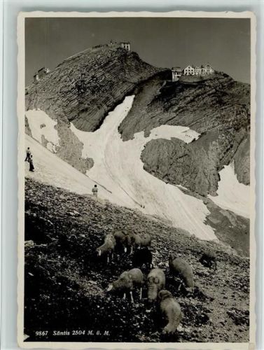 Säntis AR Schafe