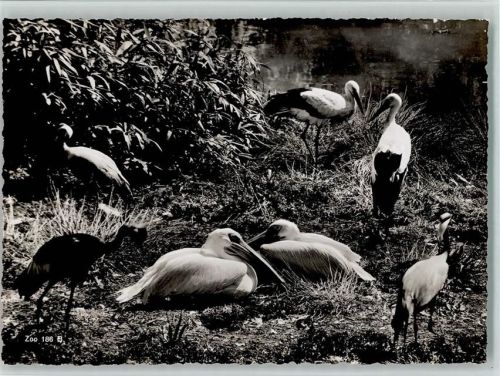 Zürich 1954 Zoo 186 B - Vogelwiese, Störche - Verlag Beringer