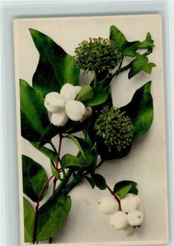 1907 Nr. 620 Blumen