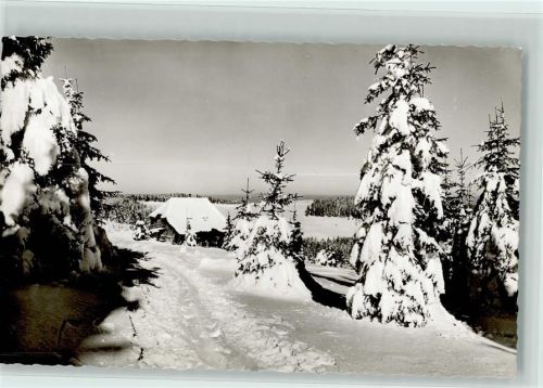 Winter Tannenbäume